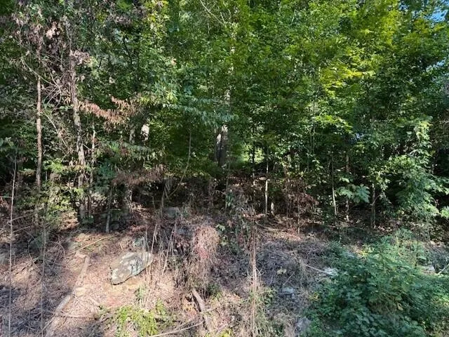 a view of a forest with lots of trees