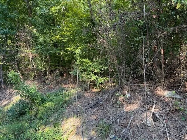 a view of a forest with trees in the background