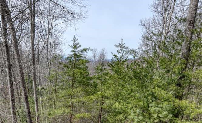 76 Channing Hollow Morganton, GA 30560 - Photo 37 of 47 a view of a forest with a tree