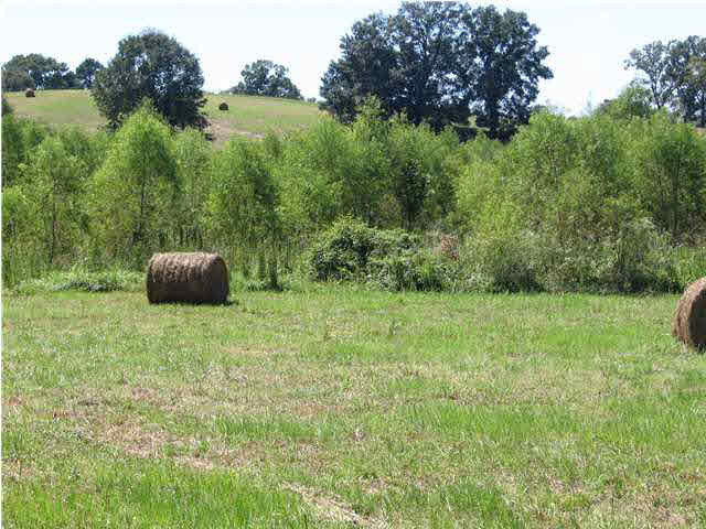 290 Waldrop Road Flora, MS 39071 - Photo 2 of 4 Photo 2