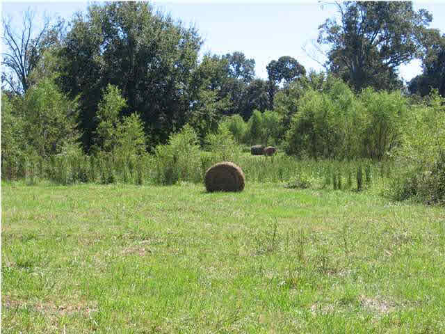 290 Waldrop Road Flora, MS 39071 - Photo 4 of 4 Photo 4