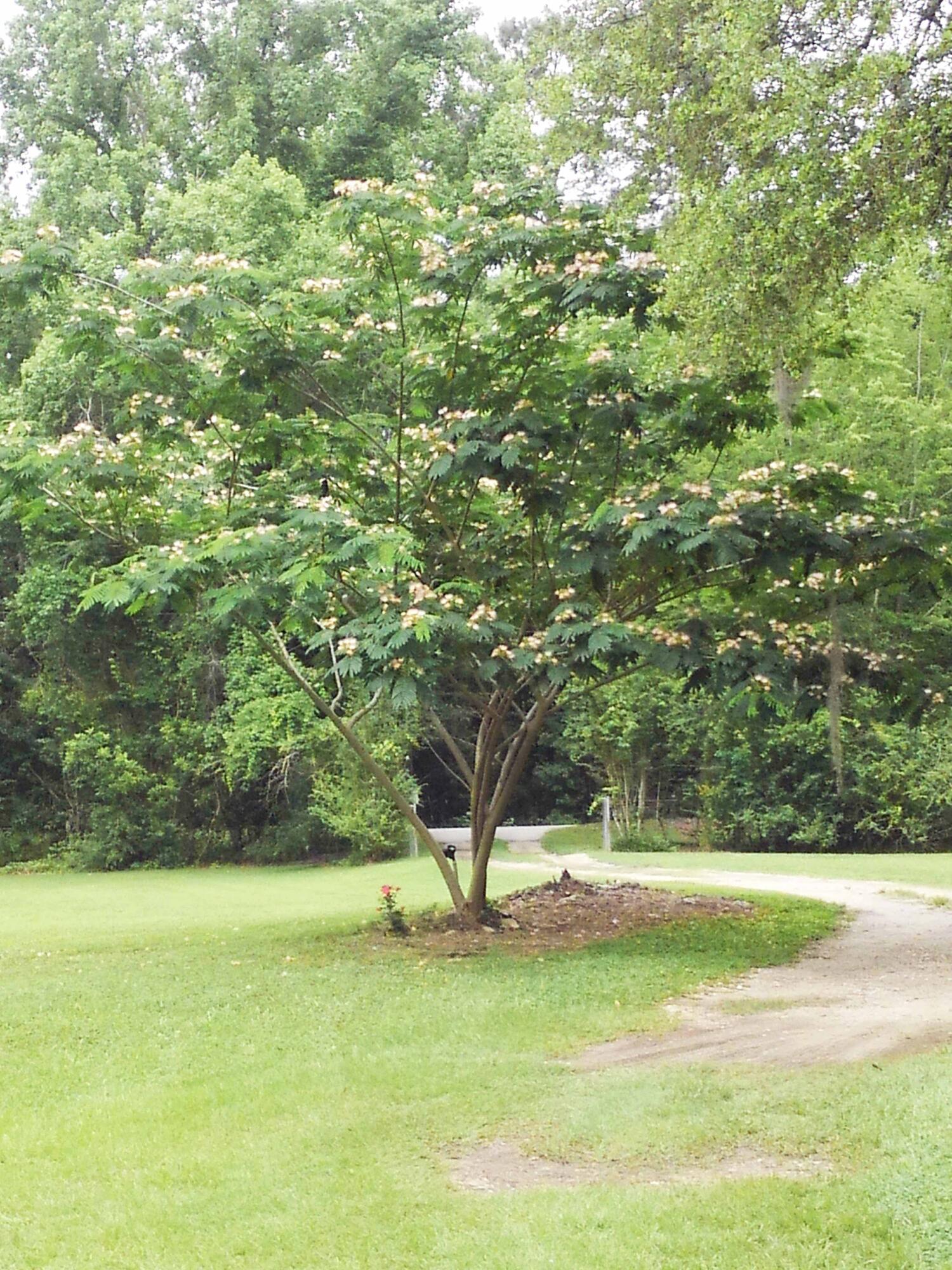 9432 Koester Road Ladson, SC 29456 - Photo 24 of 32 Front Yard