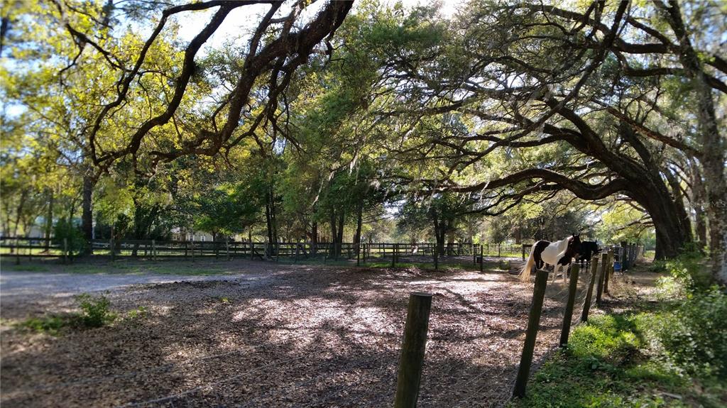 18635 Phillips Road Brooksville, FL 34604 - Photo 14 of 18 a view of backyard with green space