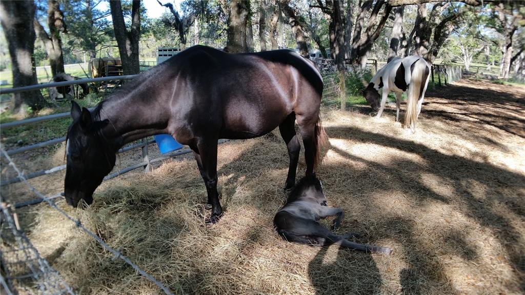 18635 Phillips Road Brooksville, FL 34604 - Photo 15 of 18