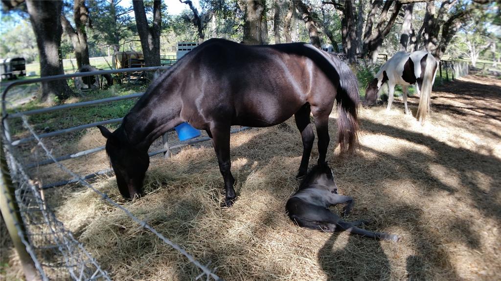 18635 Phillips Road Brooksville, FL 34604 - Photo 16 of 18