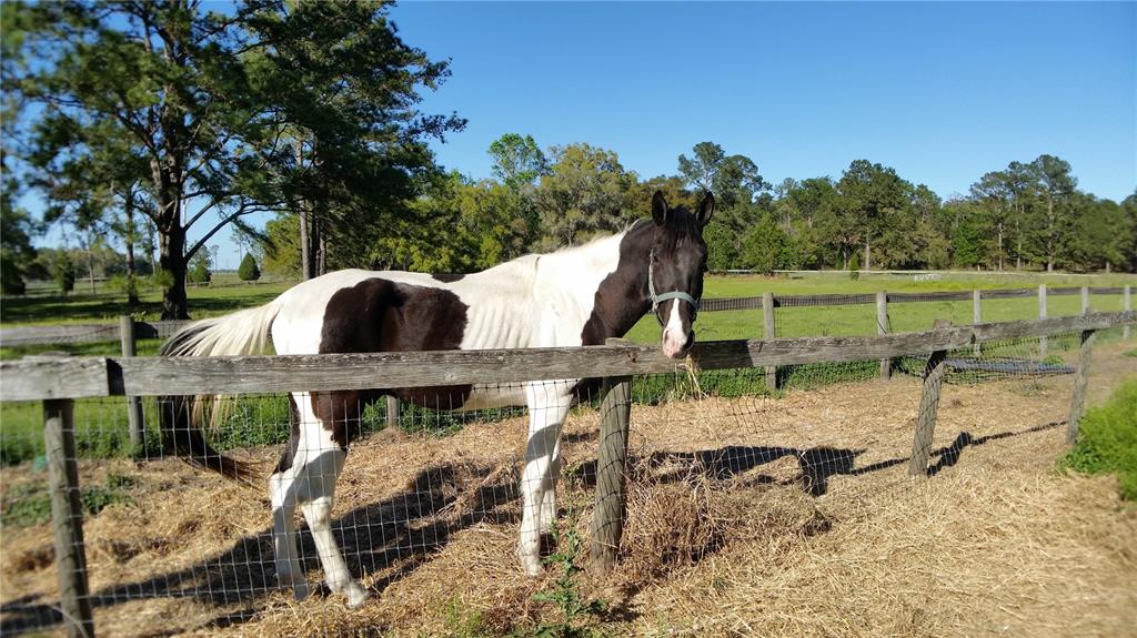 18635 Phillips Road Brooksville, FL 34604 - Photo 9 of 18 a view of outdoor space and yard