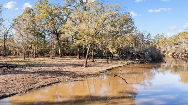 a view of a yard with plants and trees