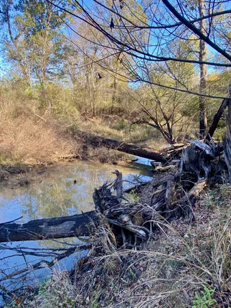 a view of yard with tree in back