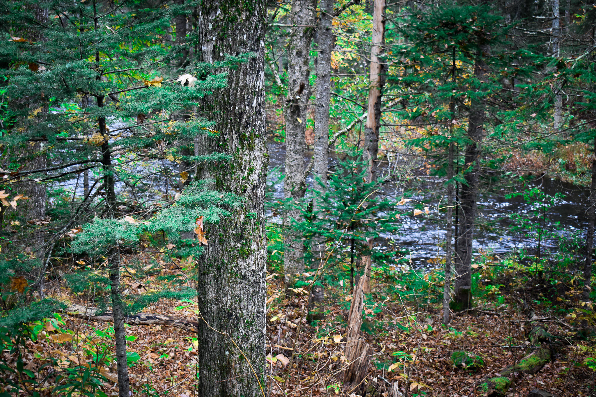 Lot 35 Burrough Road Sangerville, ME 04479 - Photo 40 of 41 DSC_0013