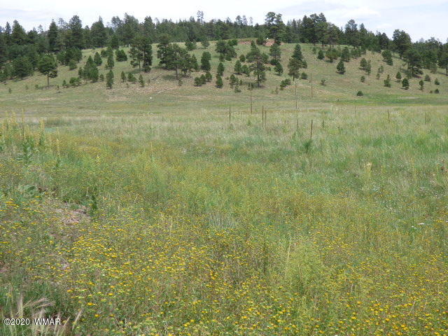 Lot 15 The Ranch Alpine, AZ 85920 - Photo 12 of 25 Gallery Image 12