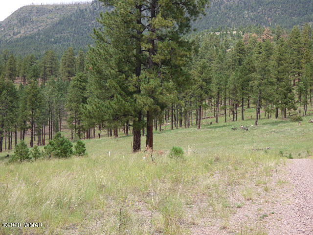 Lot 15 The Ranch Alpine, AZ 85920 - Photo 9 of 25 Gallery Image 9