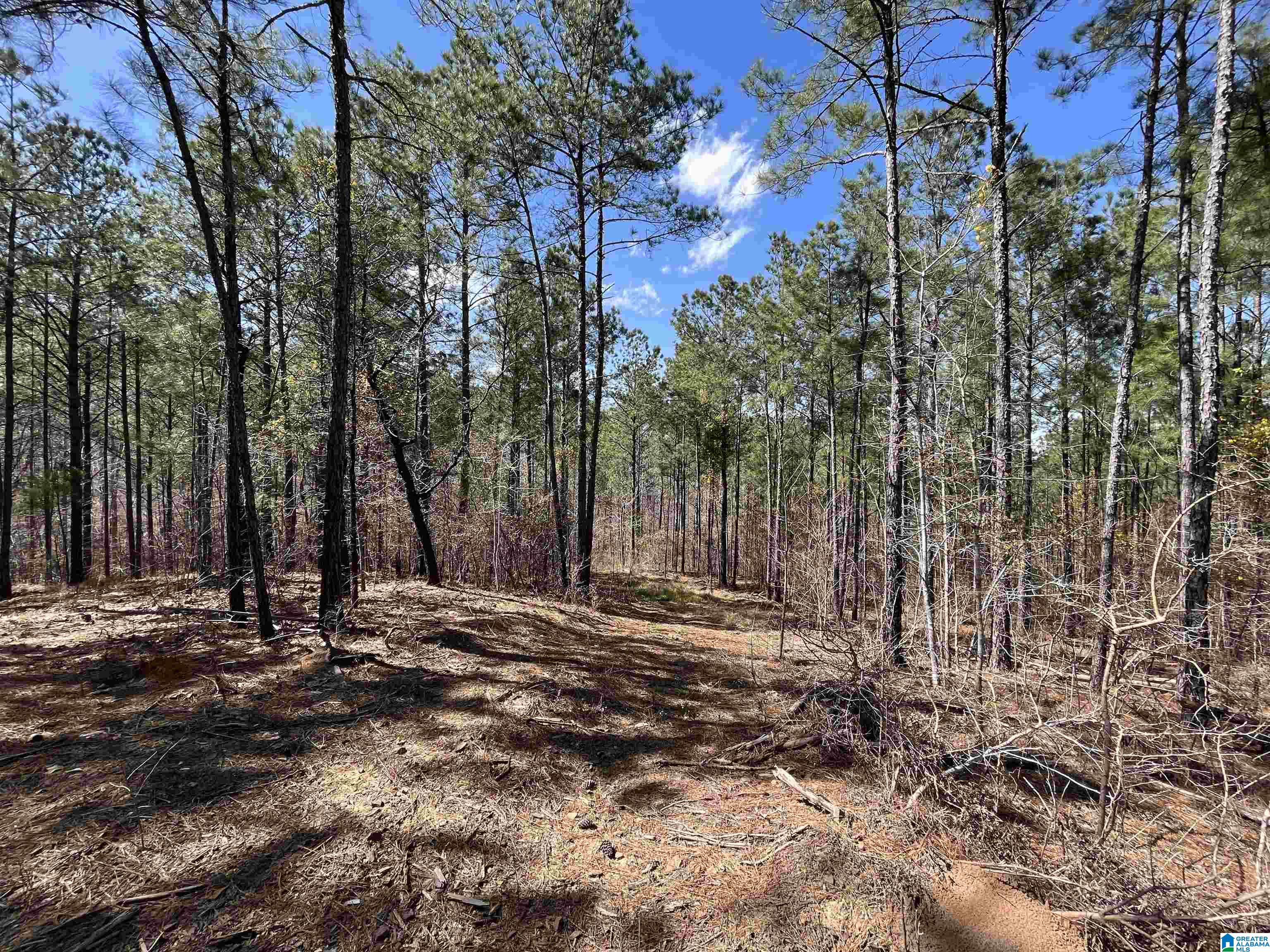 1354 Yeager Road Brent, AL 35034 - Photo 11 of 50 Gallery Image 11