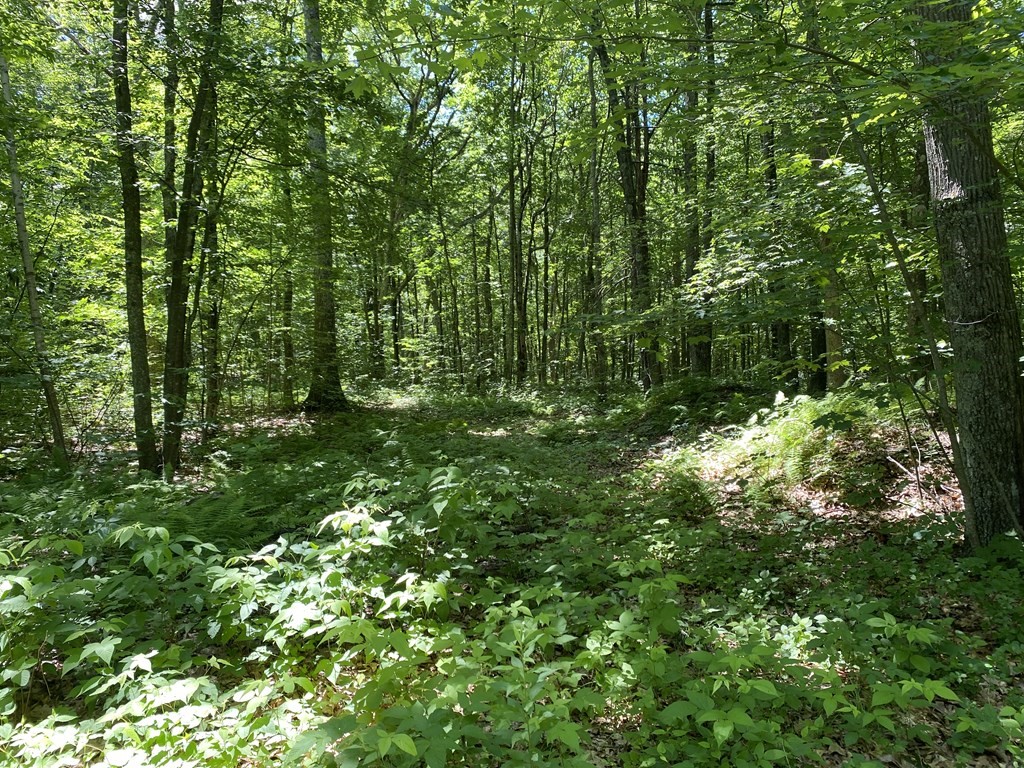 99 Town Farm Road Brookfield, MA 01506 - Photo 3 of 4 a view of a lush green forest