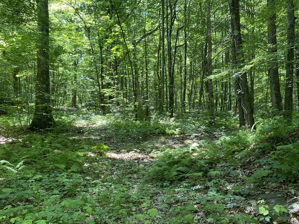 99 Town Farm Road Brookfield, MA 01506 - Photo 4 of 4 a view of a lush green forest