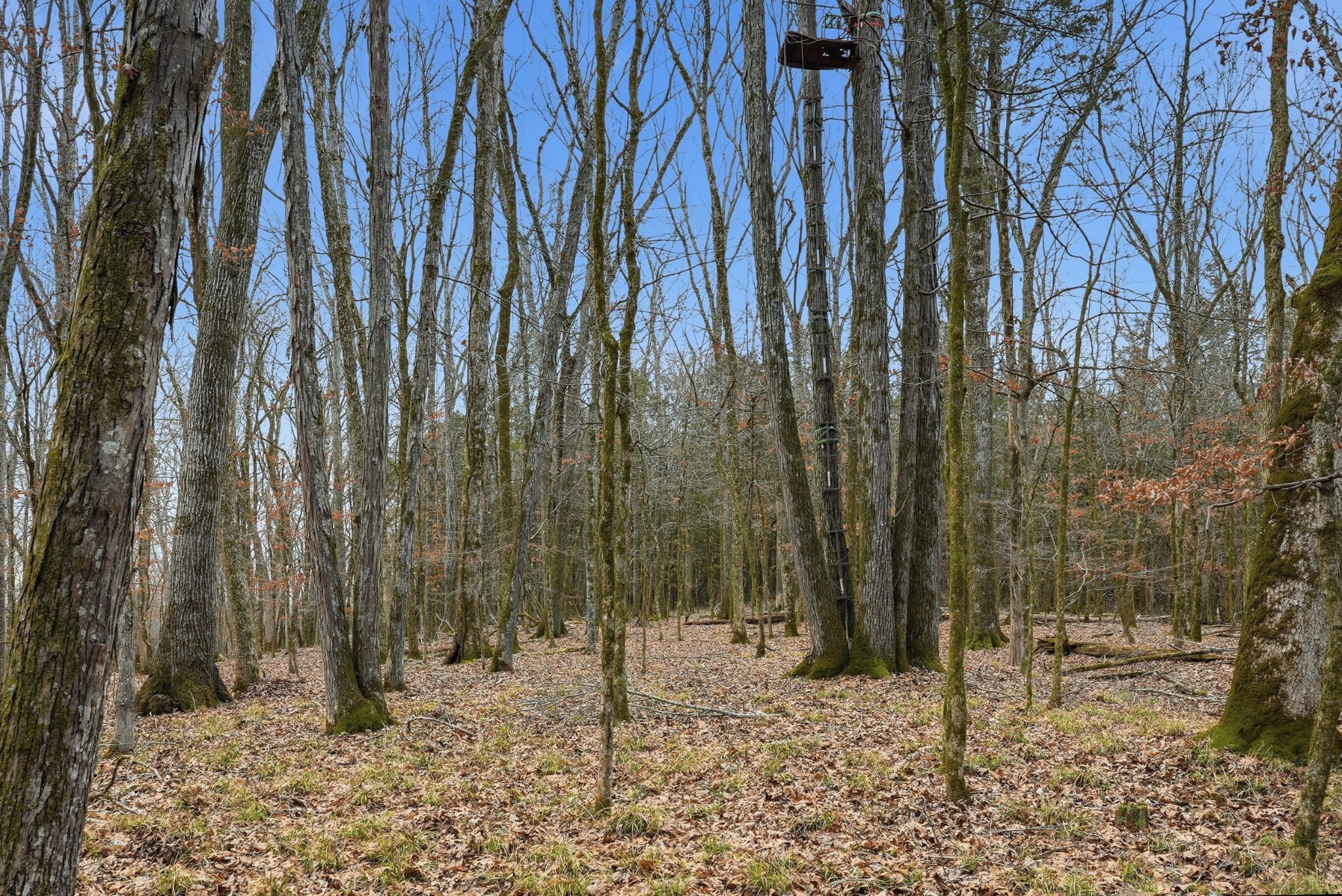 800 Nelson Road Pulaski, TN 38478 - Photo 13 of 33 a backyard of a house with lots of green space