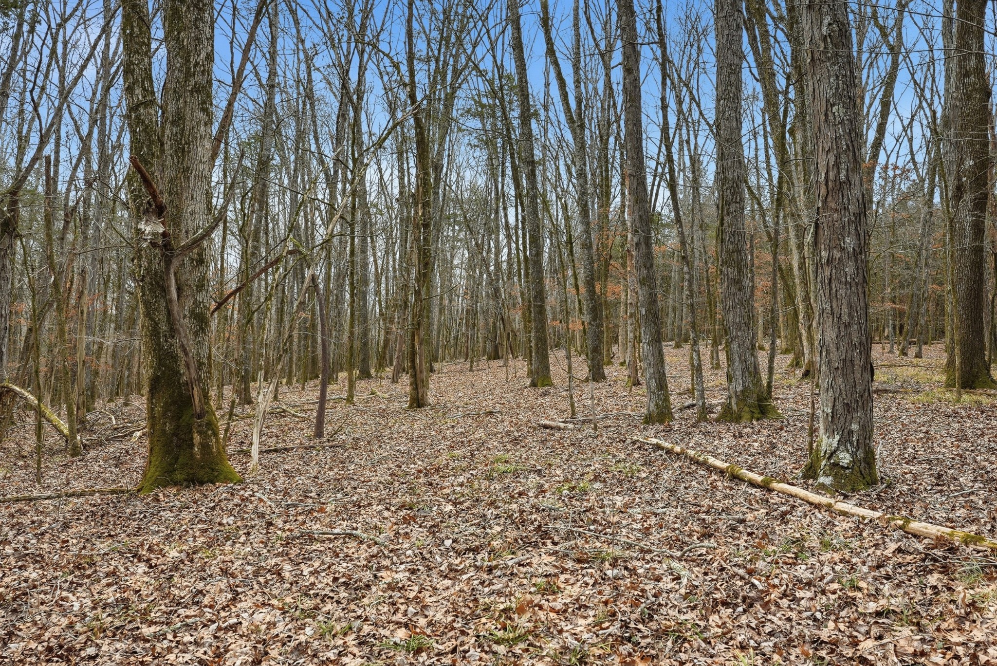 800 Nelson Road Pulaski, TN 38478 - Photo 14 of 33 a backyard of a house with lots of green space