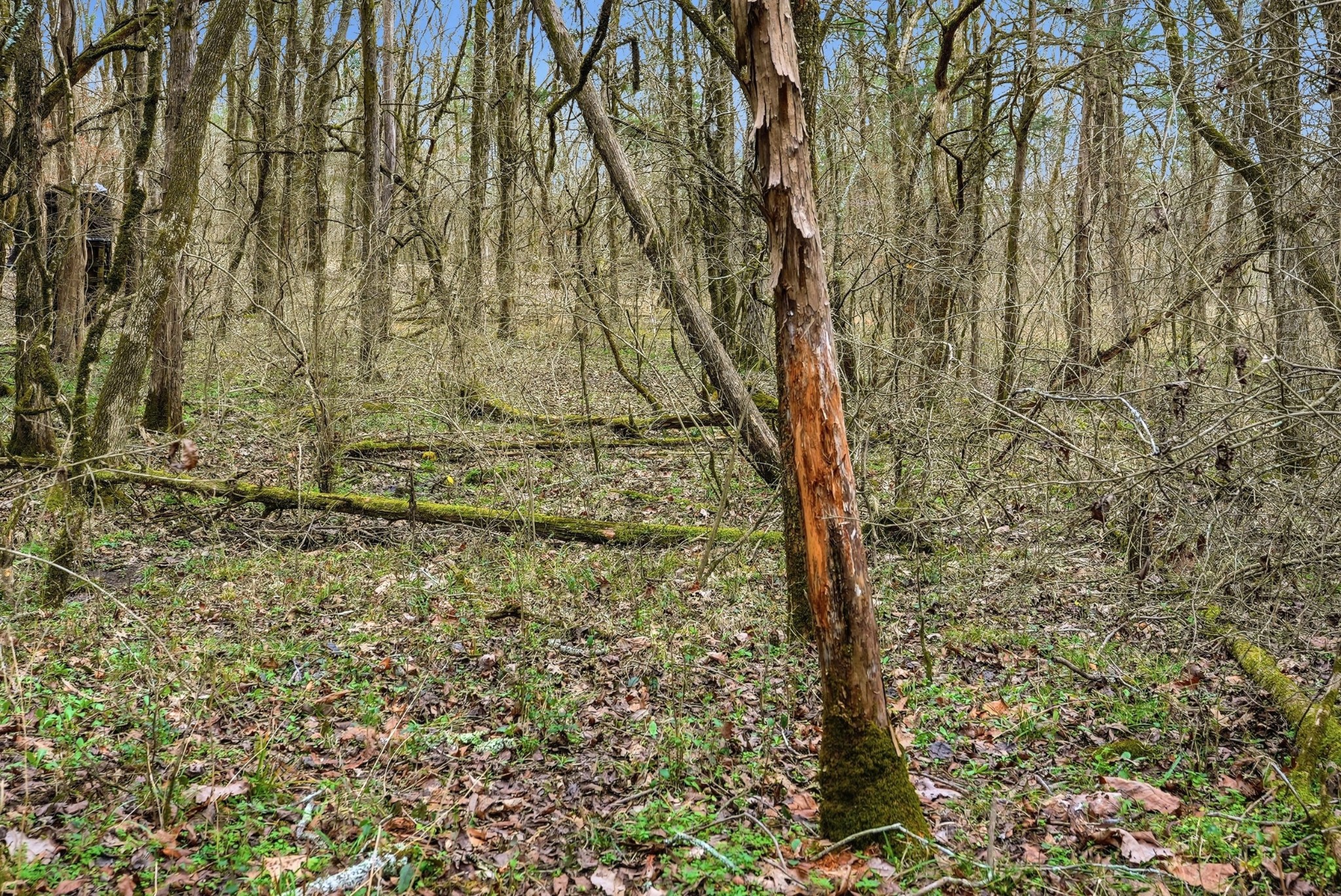800 Nelson Road Pulaski, TN 38478 - Photo 26 of 33 a view of a yard with large trees