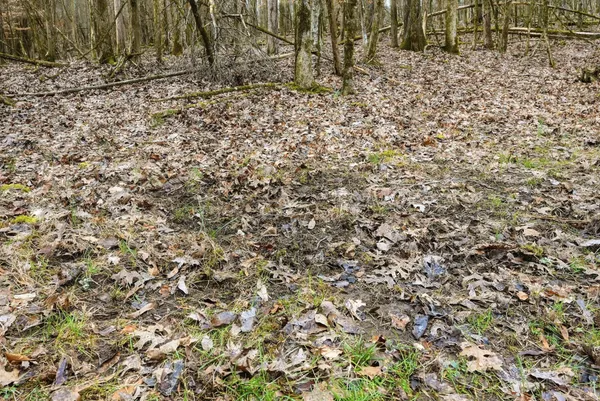 a view of a yard