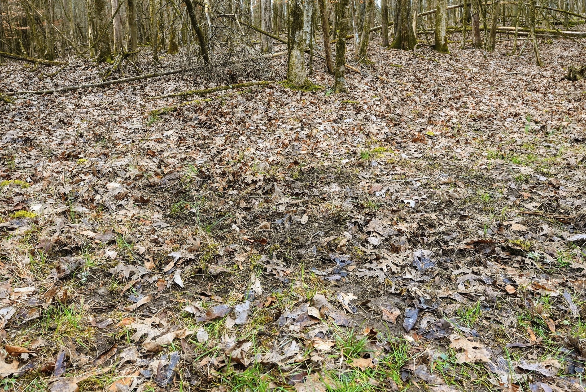 800 Nelson Road Pulaski, TN 38478 - Photo 29 of 33 a view of a backyard of the house