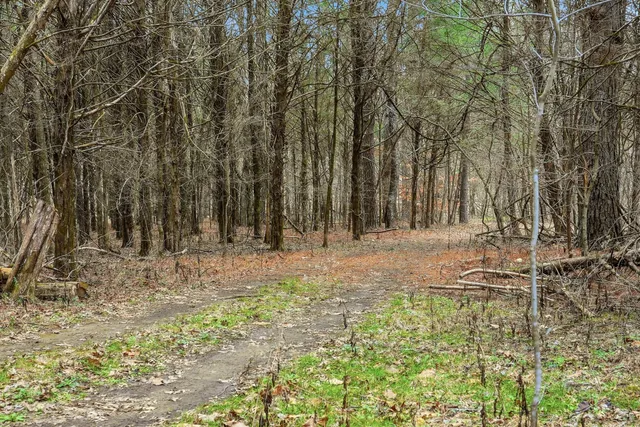 a view of backyard with green space