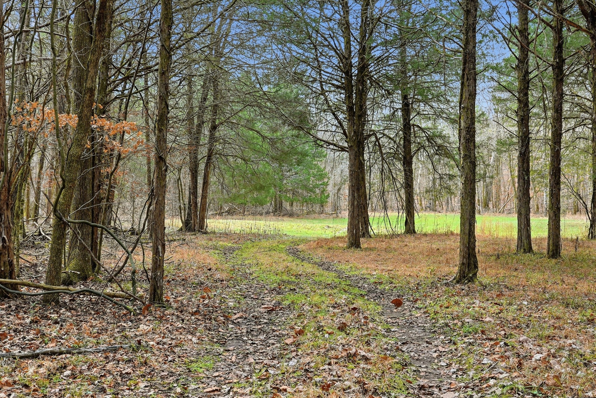 800 Nelson Road Pulaski, TN 38478 - Photo 6 of 33 a backyard of a house with lots of green space