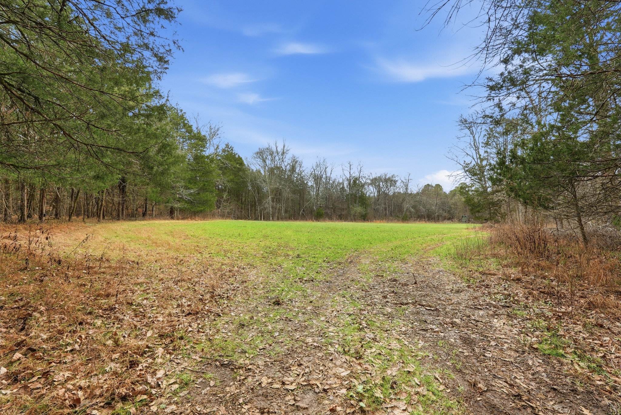 800 Nelson Road Pulaski, TN 38478 - Photo 9 of 33 a view of outdoor space with deck and trees