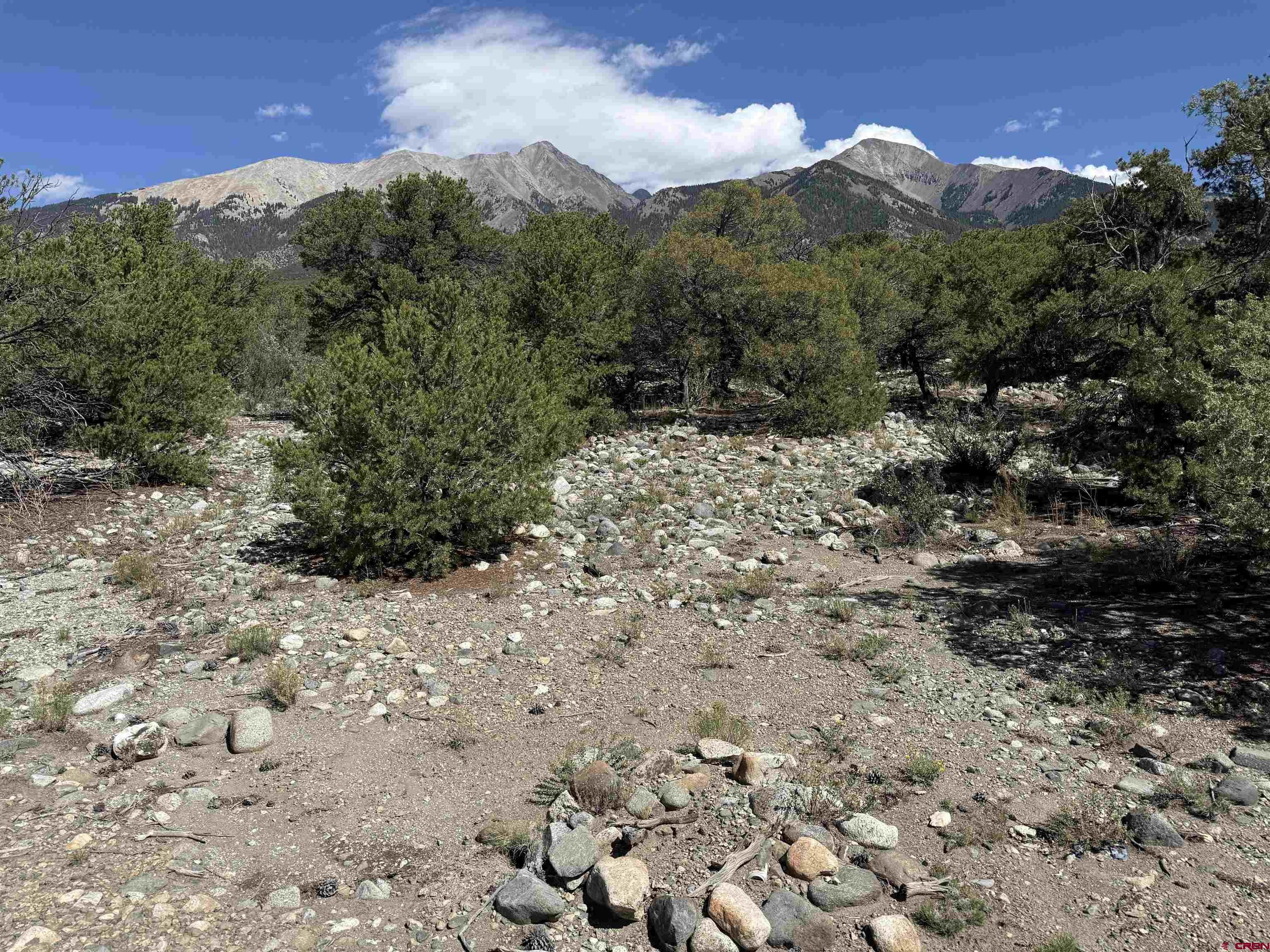 a view of a dry yard with lots of trees