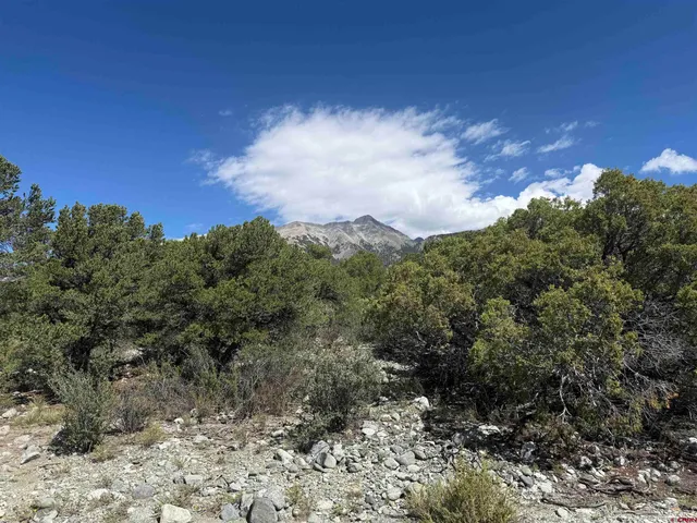 a view of a lot of trees in a yard
