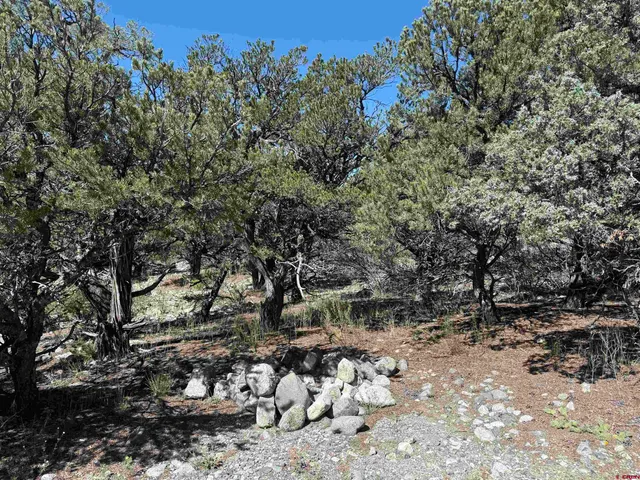 a view of a tree with lots of bushes
