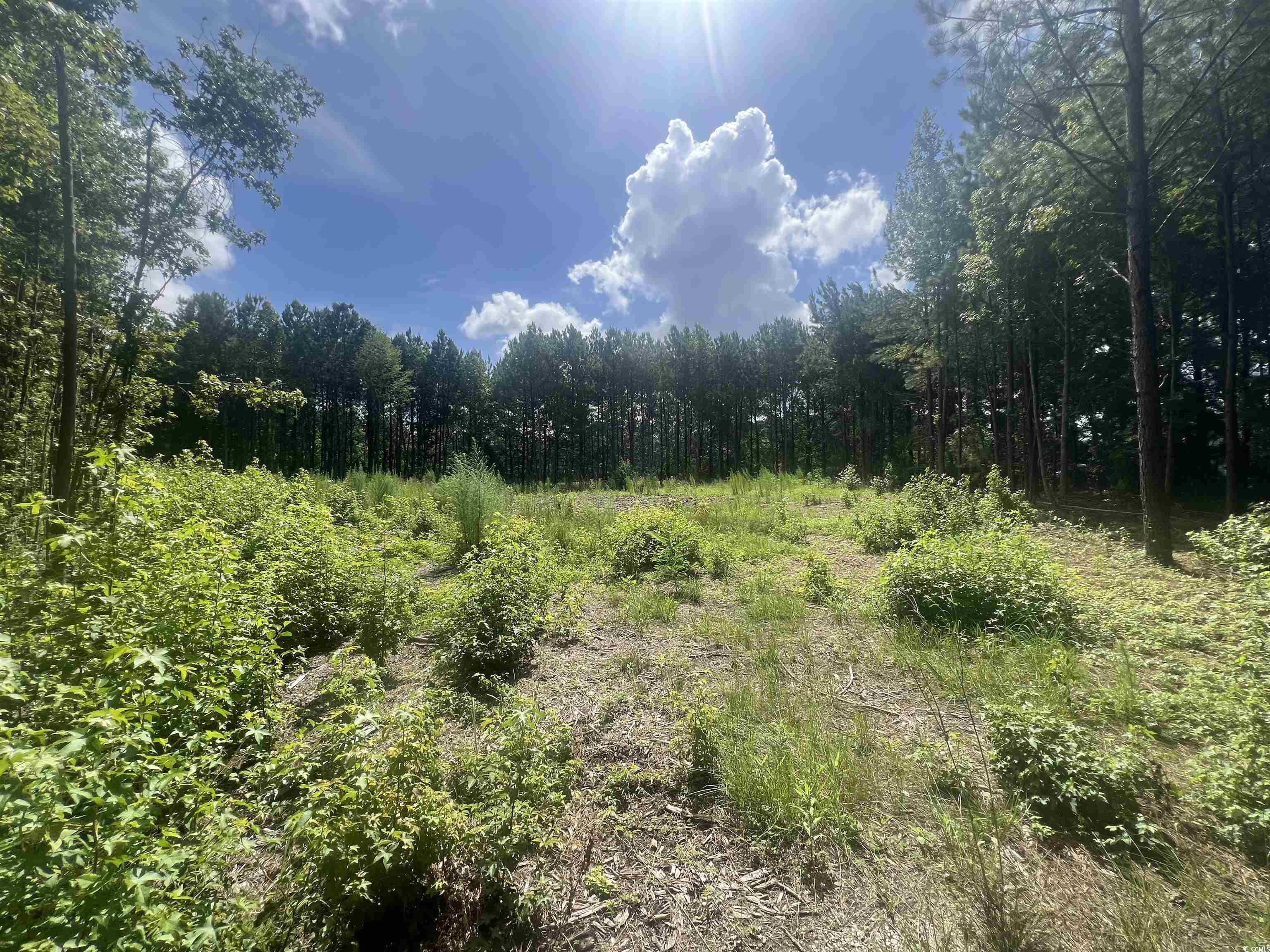 View of woods