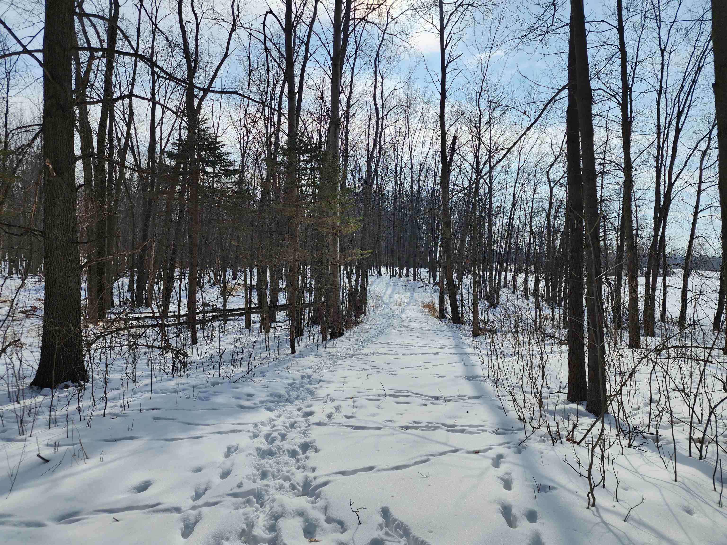 33-acres South Peoples Road Fenwick, MI 48834 - Photo 6 of 20
