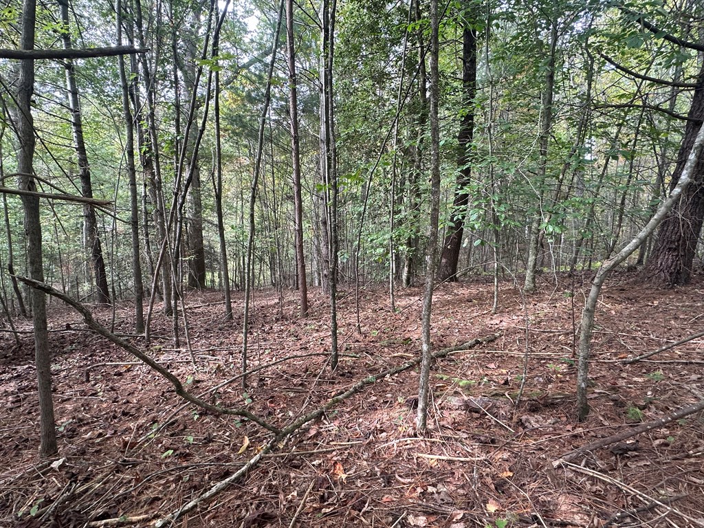 Lot 14 Pine Grove Drive Blue Ridge, GA 30513 - Photo 3 of 9