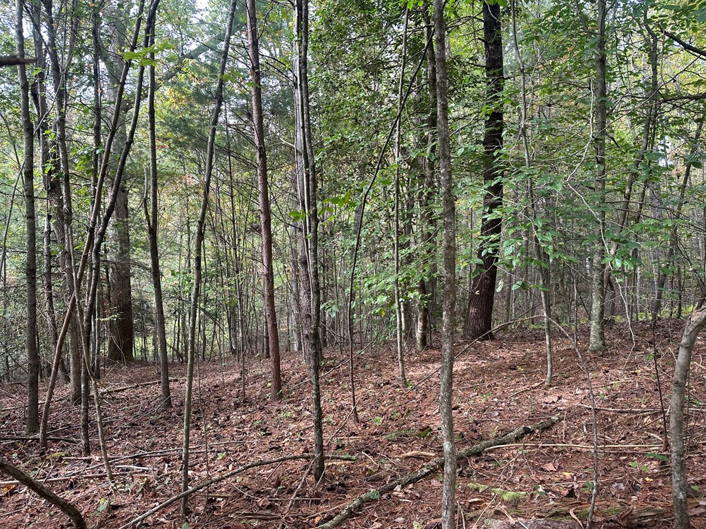 Lot 14 Pine Grove Drive Blue Ridge, GA 30513 - Photo 4 of 9