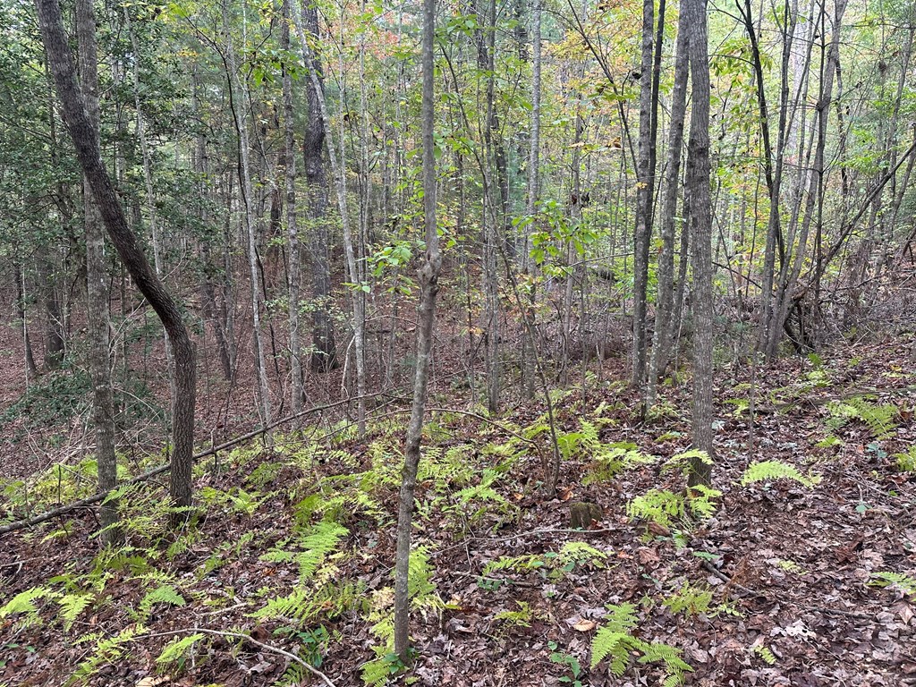 Lot 14 Pine Grove Drive Blue Ridge, GA 30513 - Photo 6 of 9