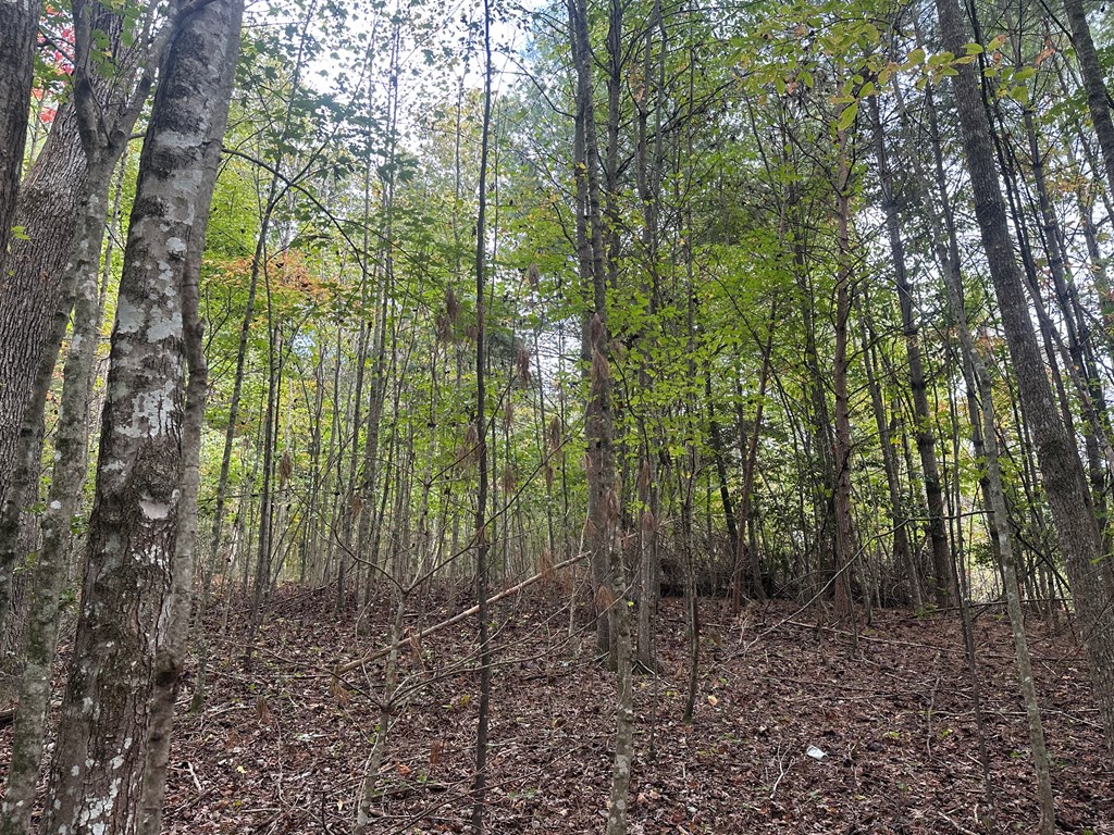 Lot 14 Pine Grove Drive Blue Ridge, GA 30513 - Photo 7 of 9