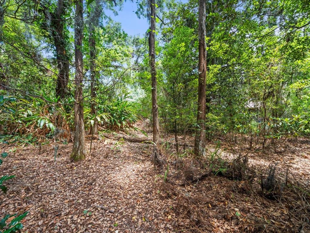 16035 Chastain Road Odessa, FL 33556 - Photo 15 of 31 a view of a forest with trees