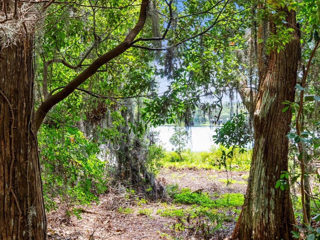 16035 Chastain Road Odessa, FL 33556 - Photo 16 of 31 a view of a garden with plants and large trees