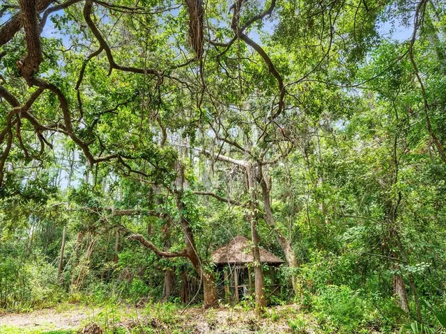a view of a yard with plants and trees