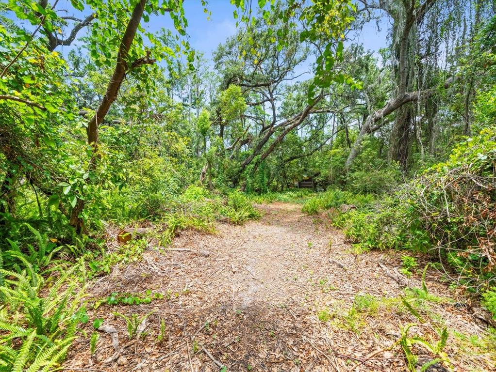 16035 Chastain Road Odessa, FL 33556 - Photo 18 of 31 a view of a plants with large trees