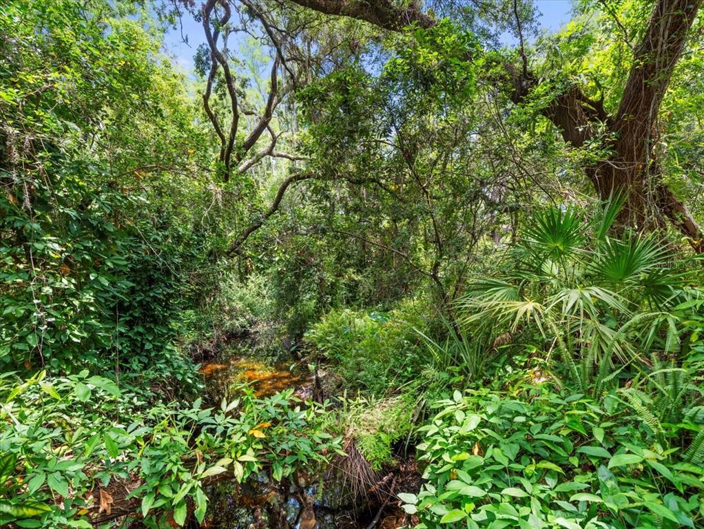16035 Chastain Road Odessa, FL 33556 - Photo 2 of 31 a view of a lush green forest