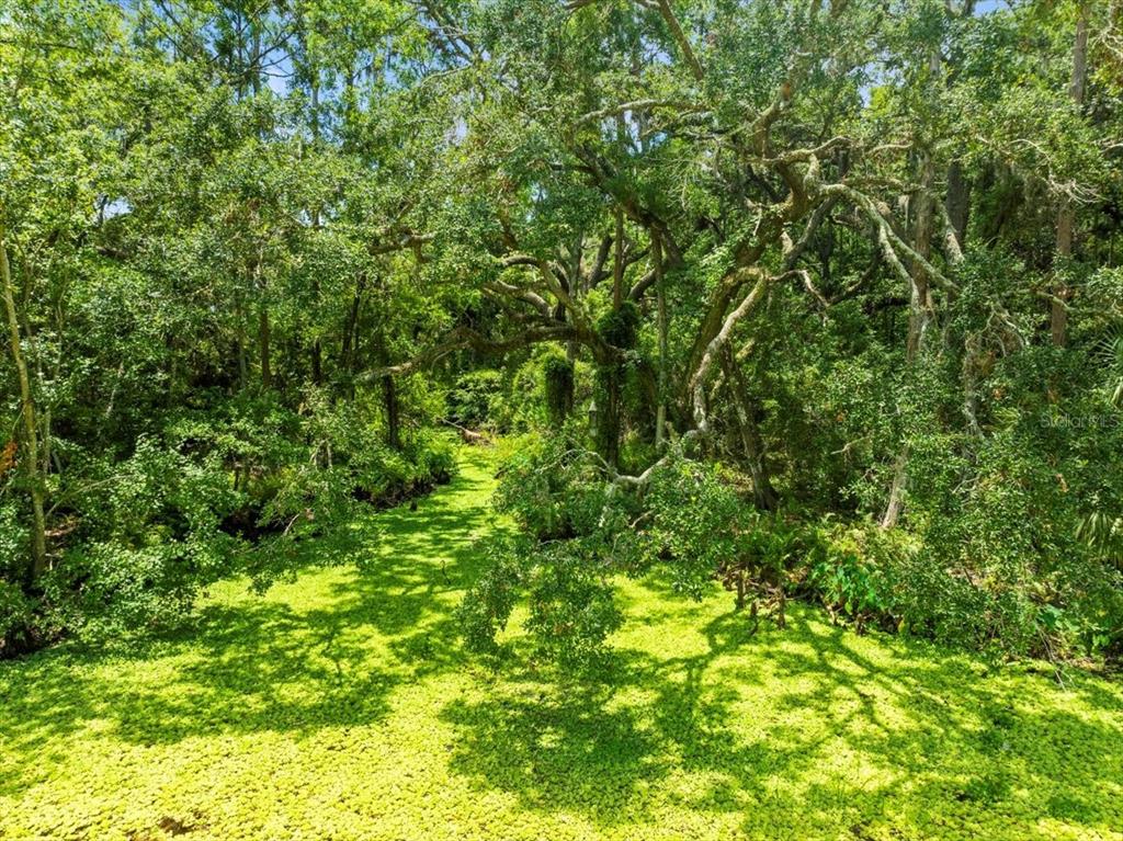 16035 Chastain Road Odessa, FL 33556 - Photo 7 of 31 a view of a lush green forest