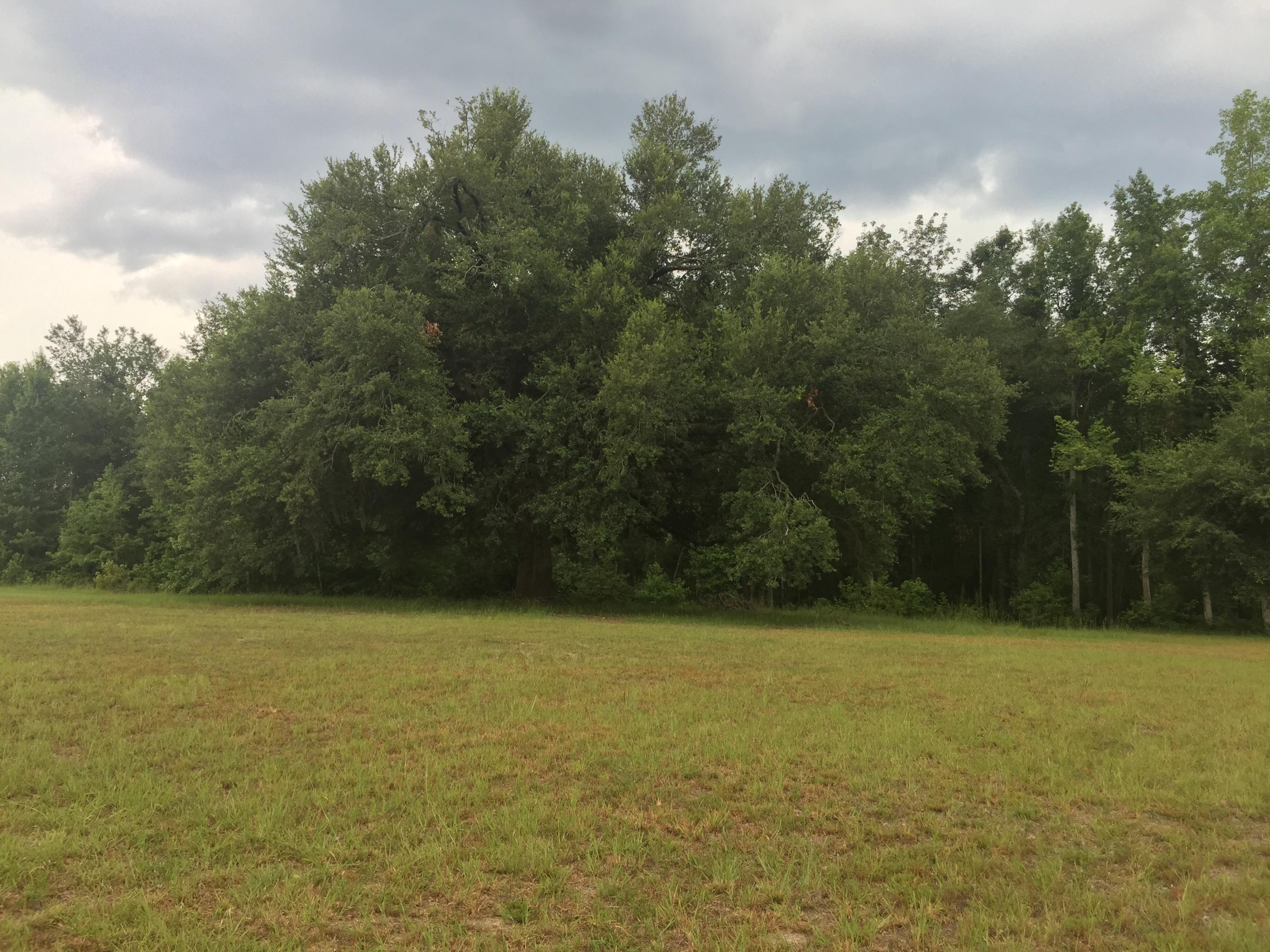 1533 Old Gilliard Road Ridgeville, SC 29472 - Photo 16 of 41 IMG_5667