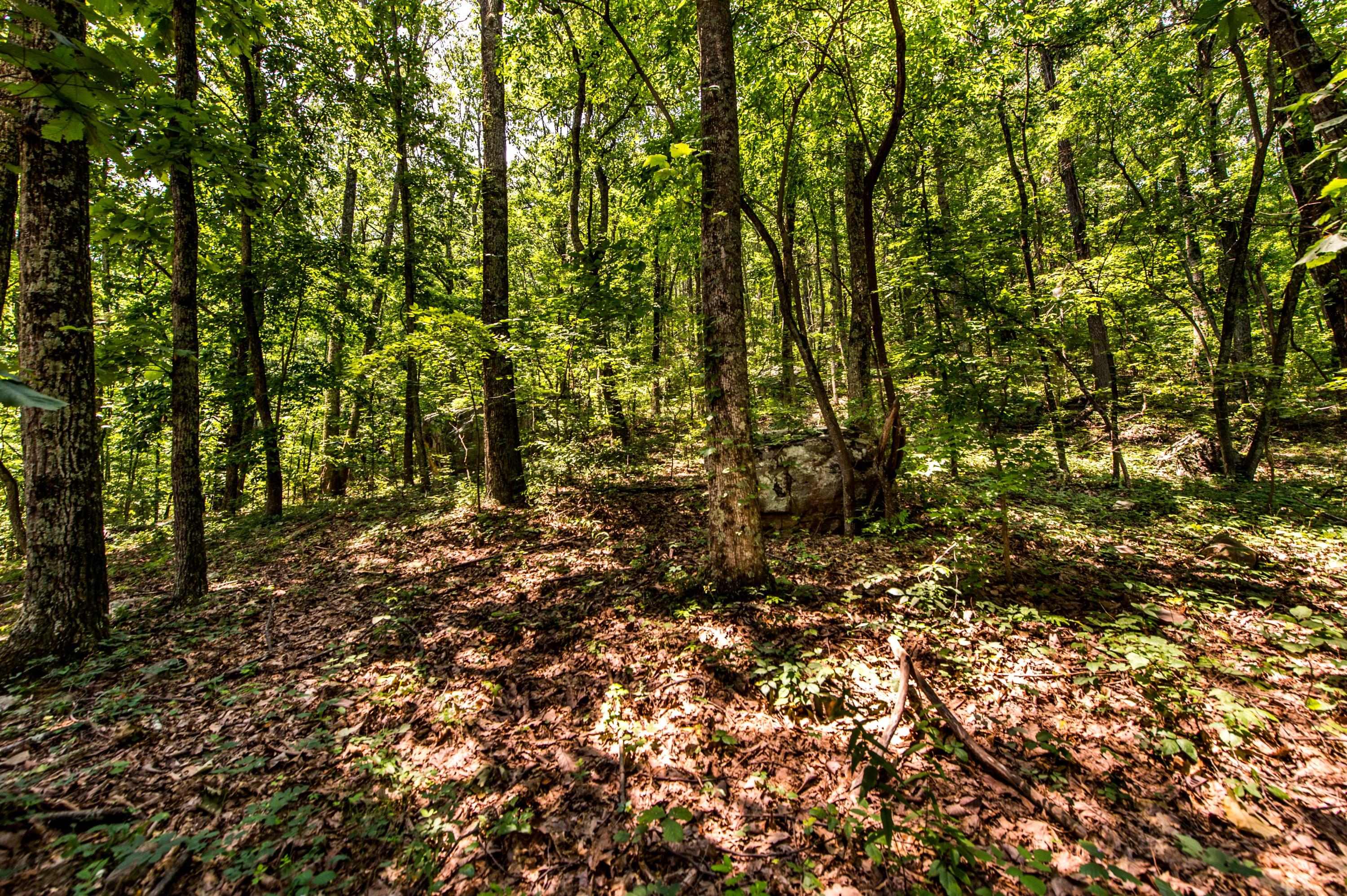 4117 W Road Signal Mountain, TN 37377 - Photo 28 of 36 _MG16221