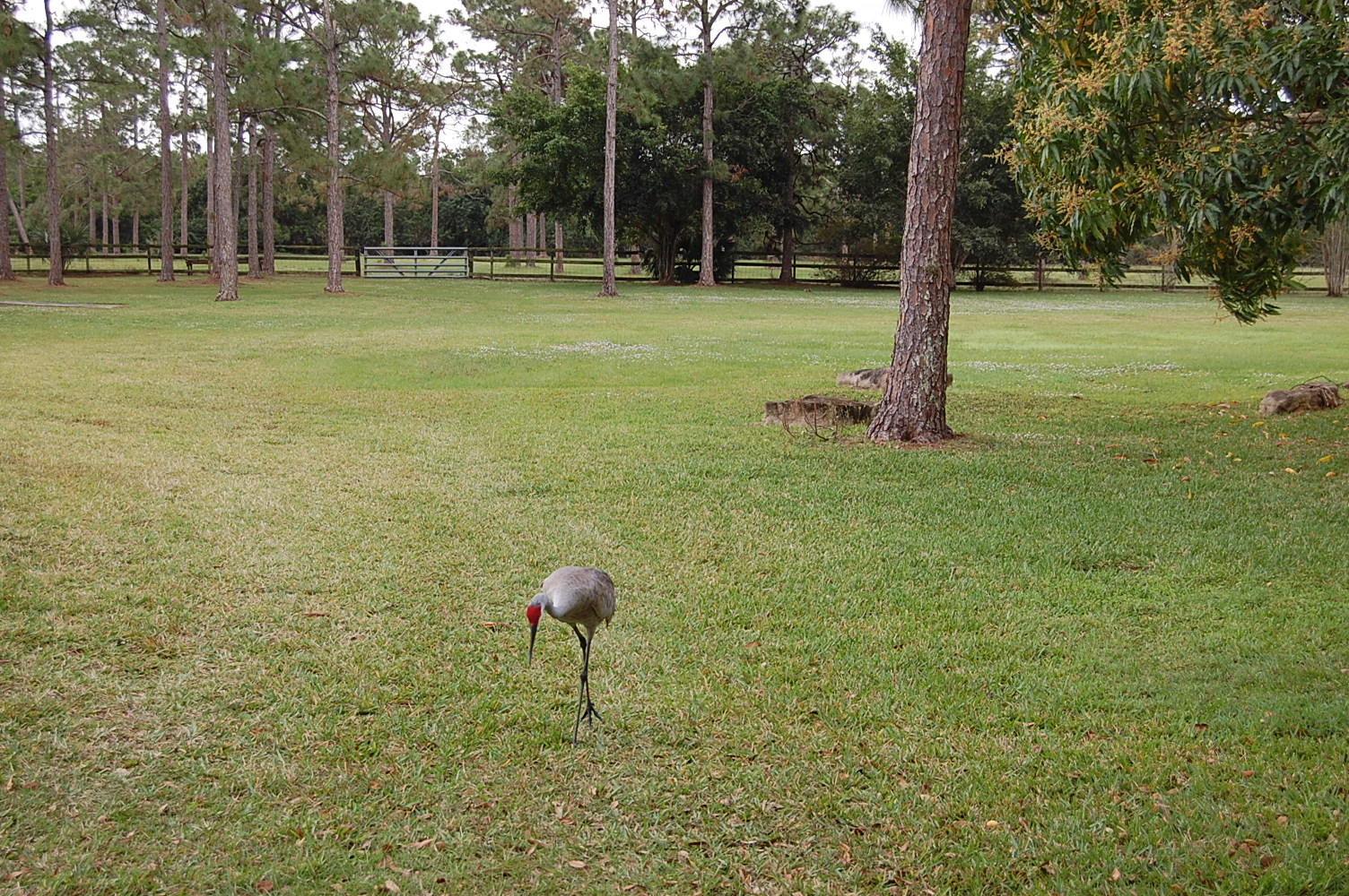 1900 Southeast Ranch Road South Jupiter, FL 33478 - Photo 7 of 7 DSC_0415