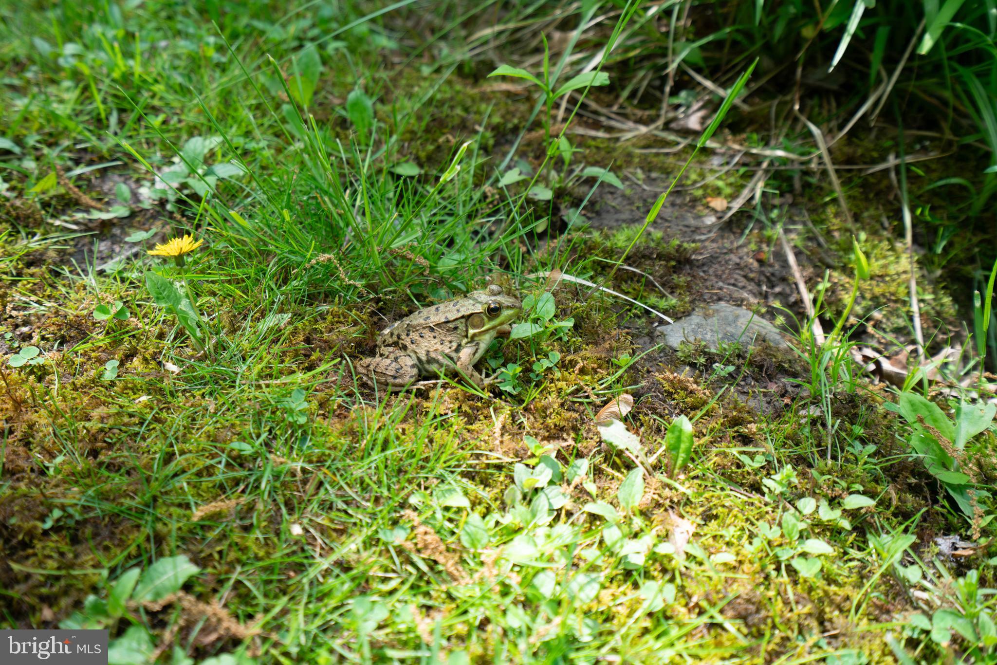 1707 West Rock Road Perkasie, PA 18944 - Photo 66 of 71 Ribbit!!!