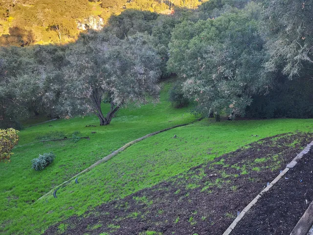 a view of a grassy field with trees