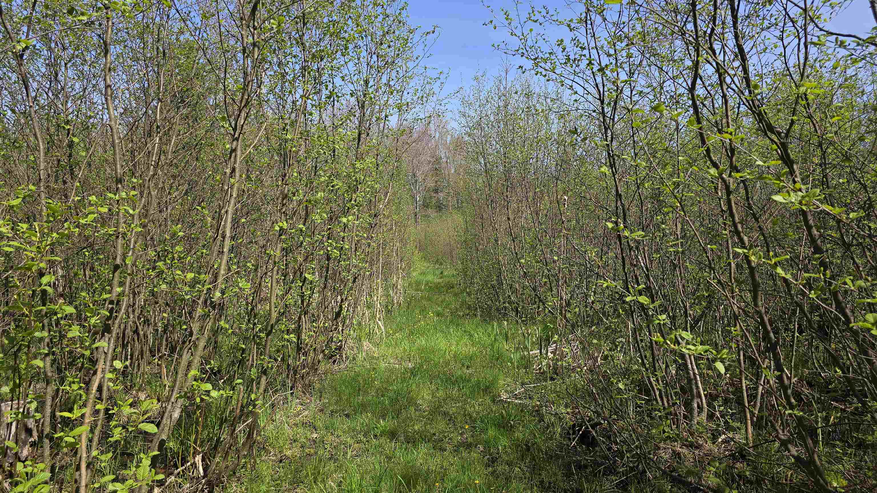 0 Lund Road Southwest Fife Lake, MI 49633 - Photo 9 of 39