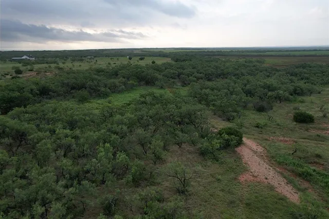 a view of a forest with a street