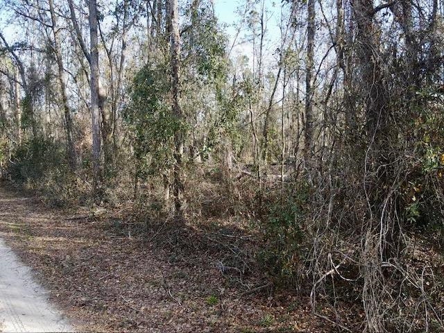 Northeast Cedar Trail Pinetta, FL 32350 - Photo 10 of 15