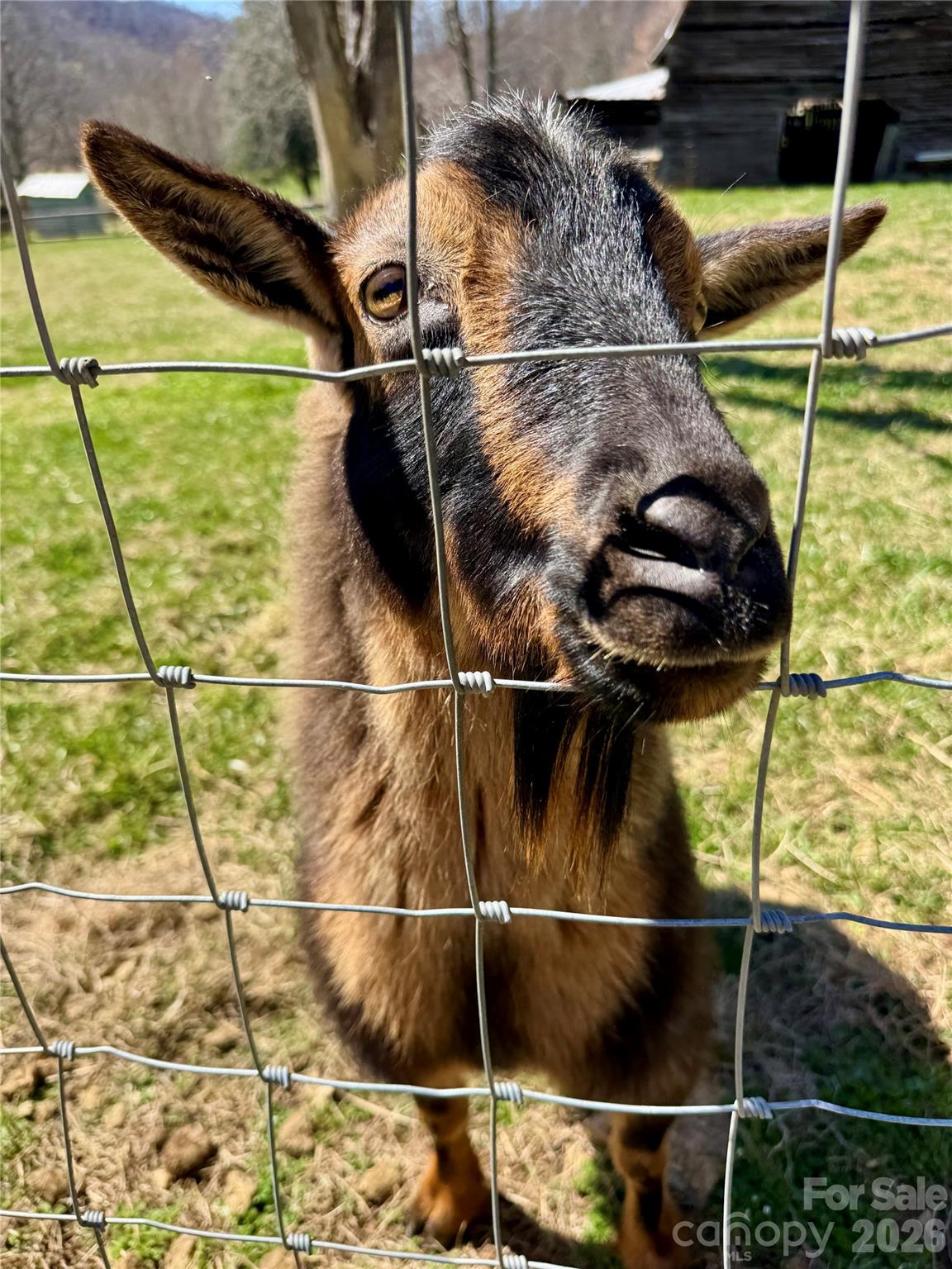 99999 North Fork Road Barnardsville, NC 28709 - Photo 3 of 12